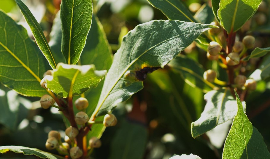 Лавр благородный (Laurus Nobilis)
