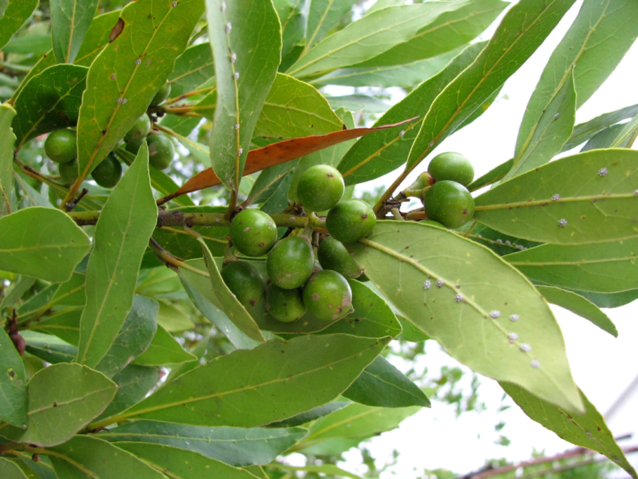 Лавр благородный (Laurus Nobilis)