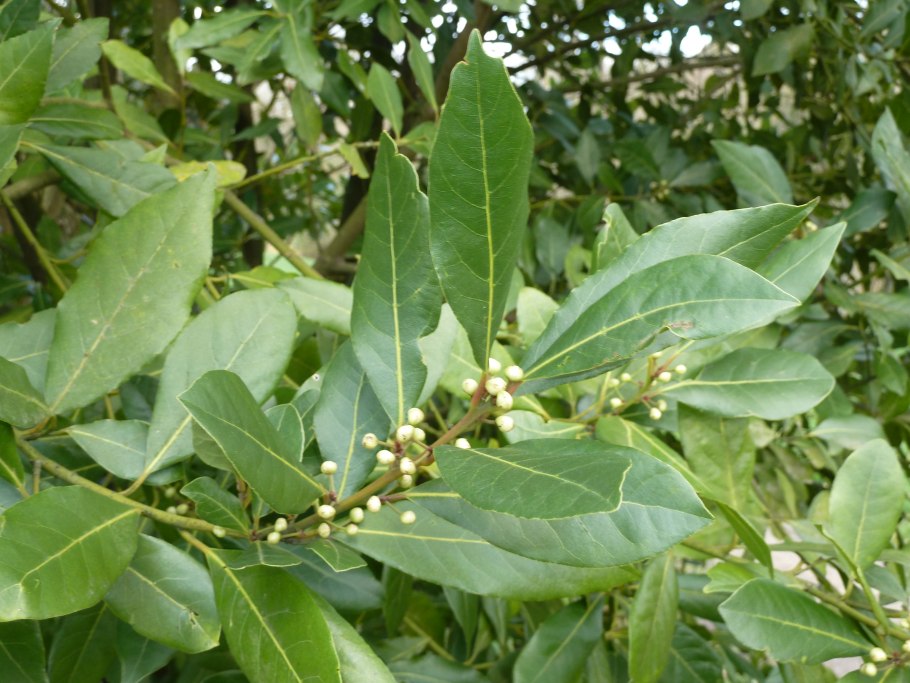 Лавр Лаурус Нобилис