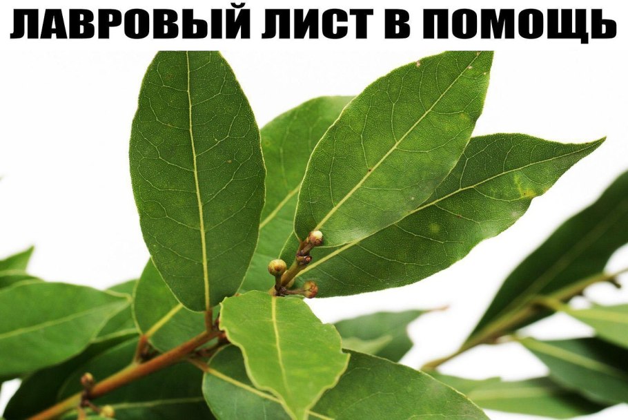 Лавр калифорнийский дерево