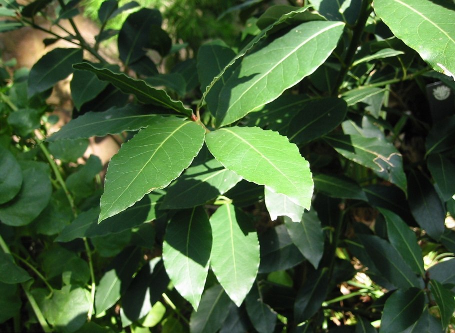 Лавр благородный (Láurus Nóbilis)