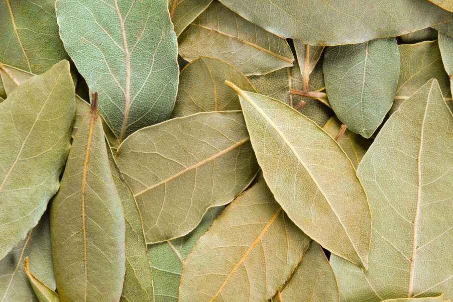 Лавр благородный (Laurus Nobilis)