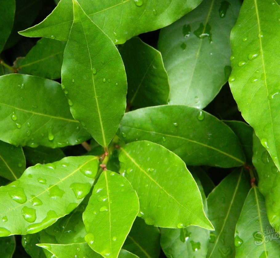 Целебная лаврушка