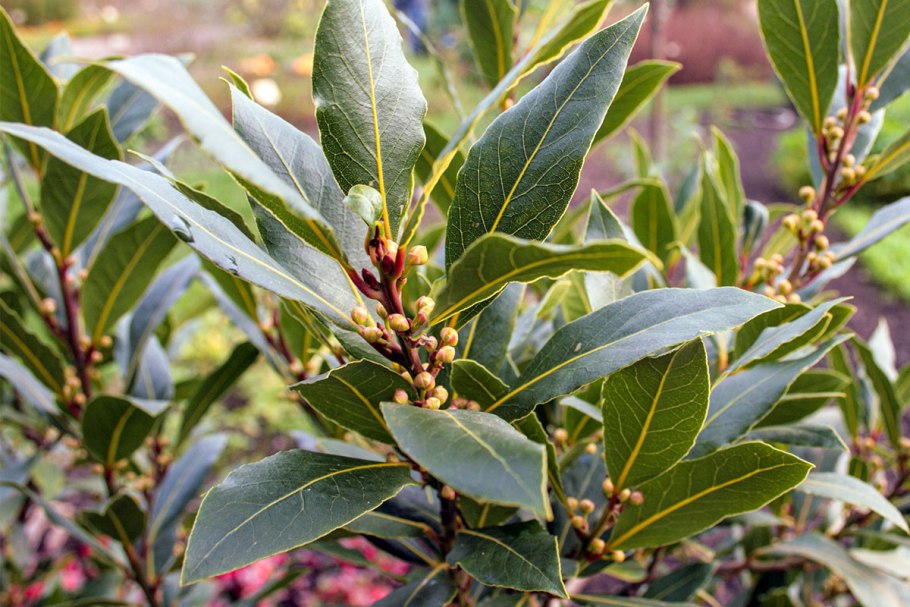 Лавровое дерево (лавр благородный)