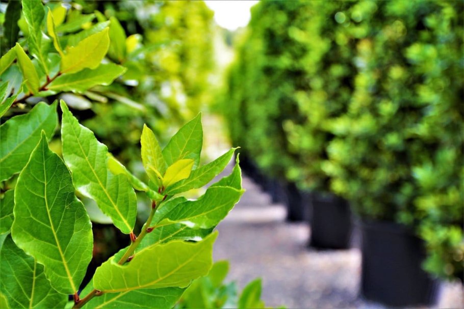 Целебная лаврушка