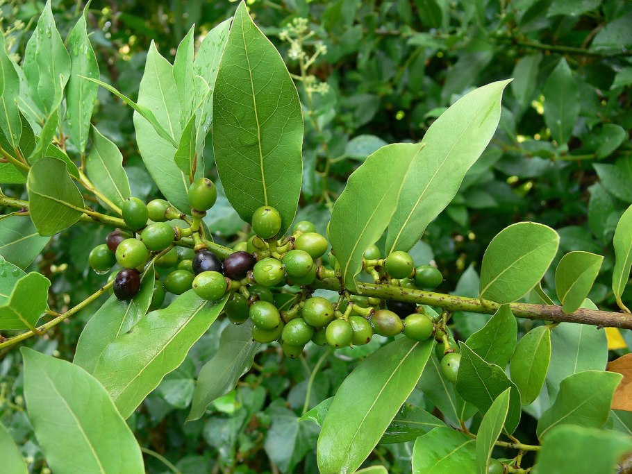 Лавр Laurus Nobilis плод