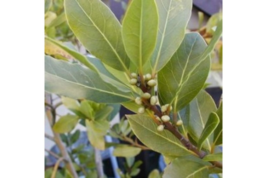 Листья Лавра благородного