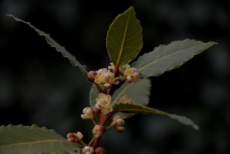 Лавр благородный (laurus nobilis)