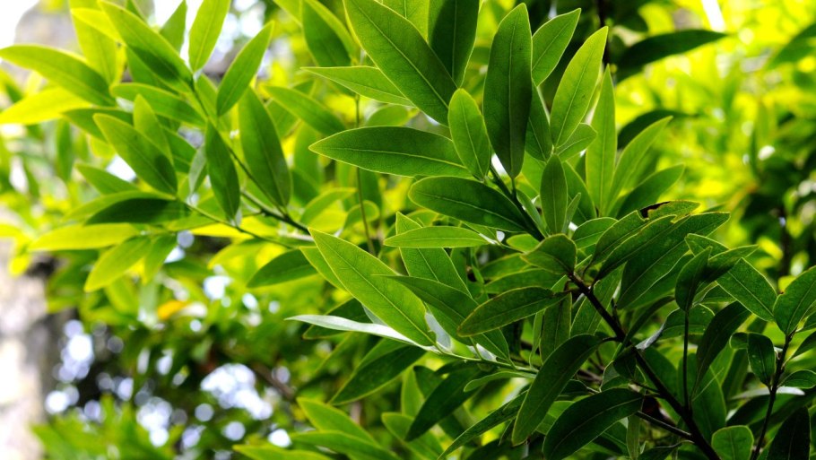 Лавр благородный (Láurus Nóbilis)