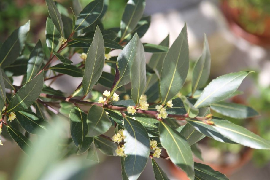 Листья Лавра