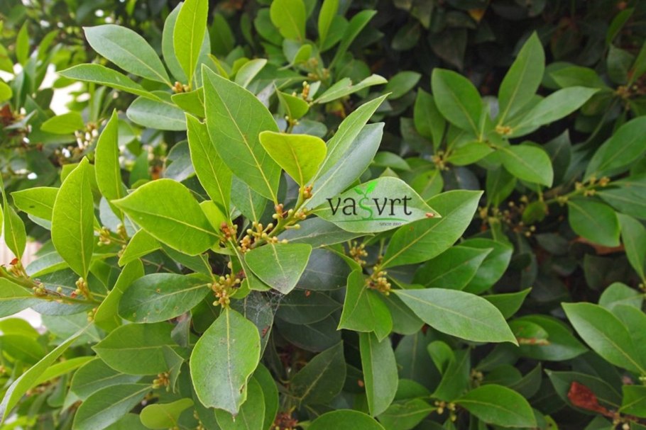 Лавр лаурус нобилис