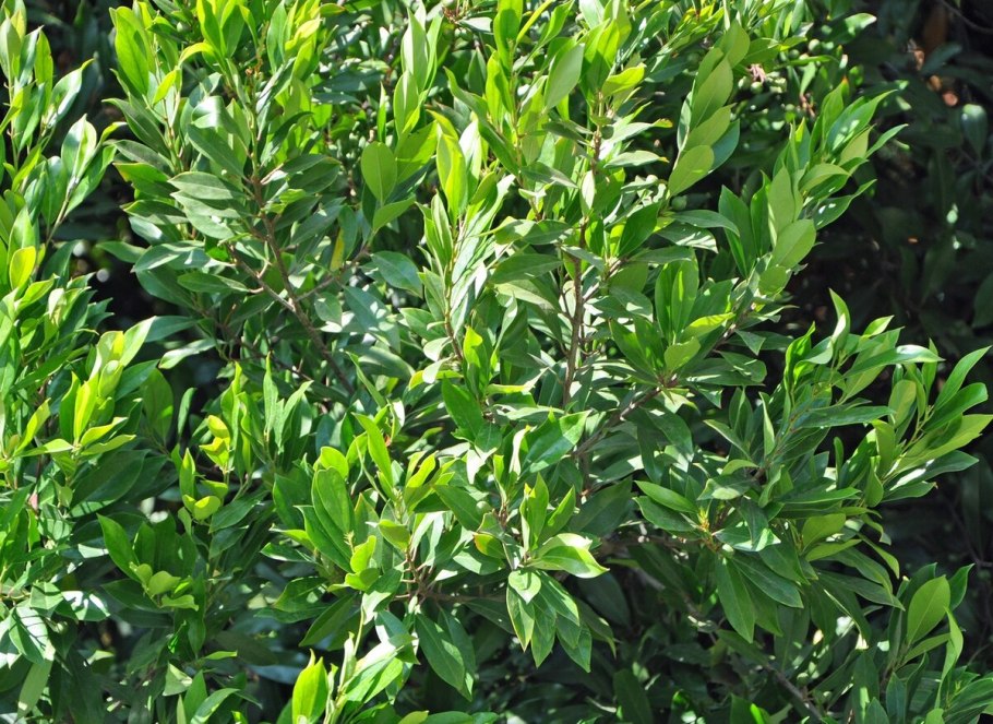 Лаврушка в Абхазии