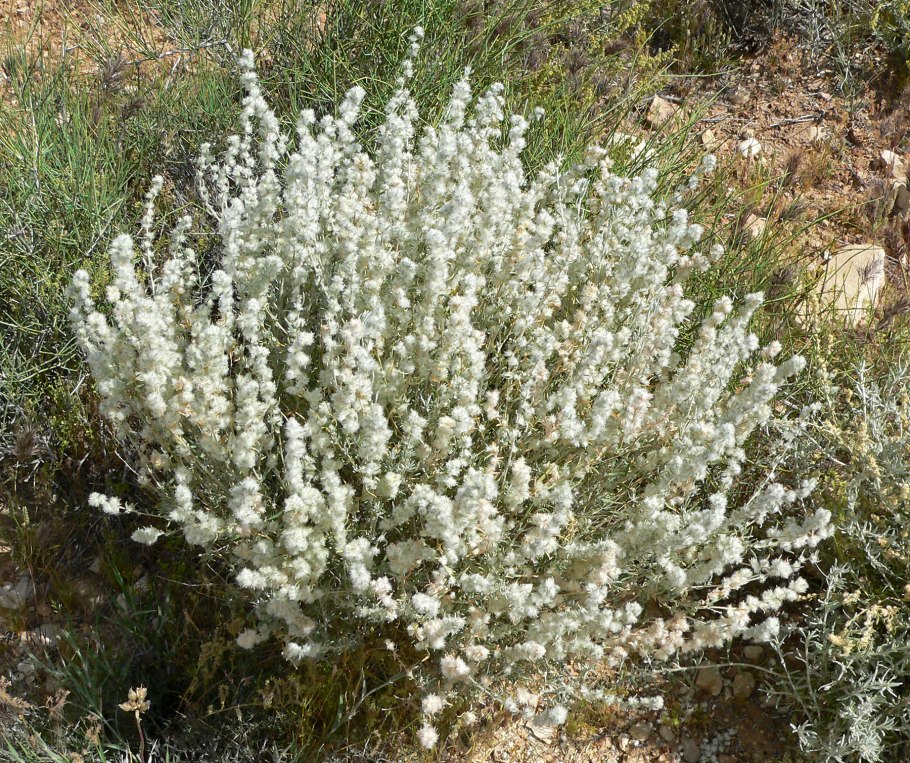 Терескен обыкновенный