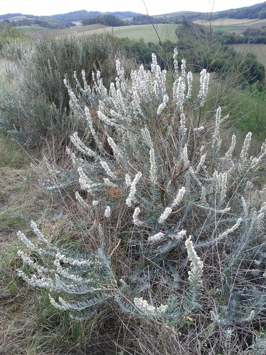 Терескен хохолковый