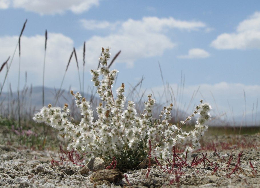 Терескен хохолковый