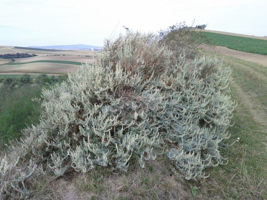 Терескен обыкновенный