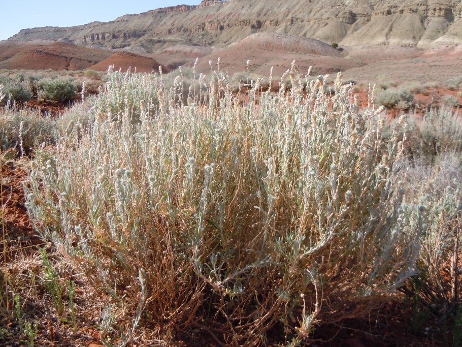 Терескен хохолковый