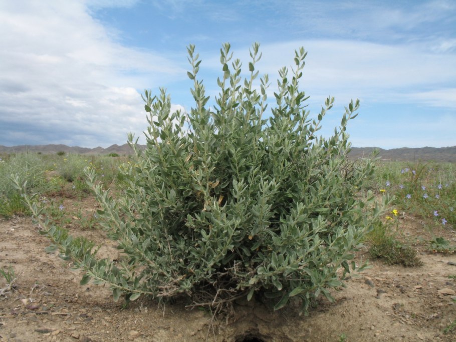 Стагнерия шерстистая