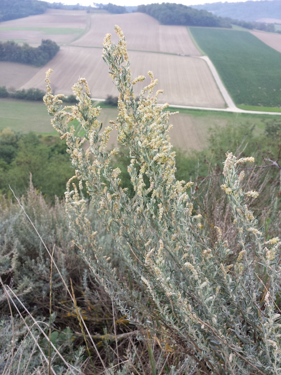Полукустарник Терескун
