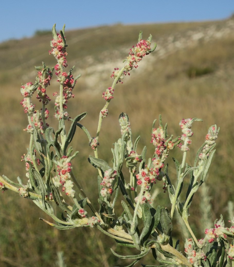 Крашенинниковия растение