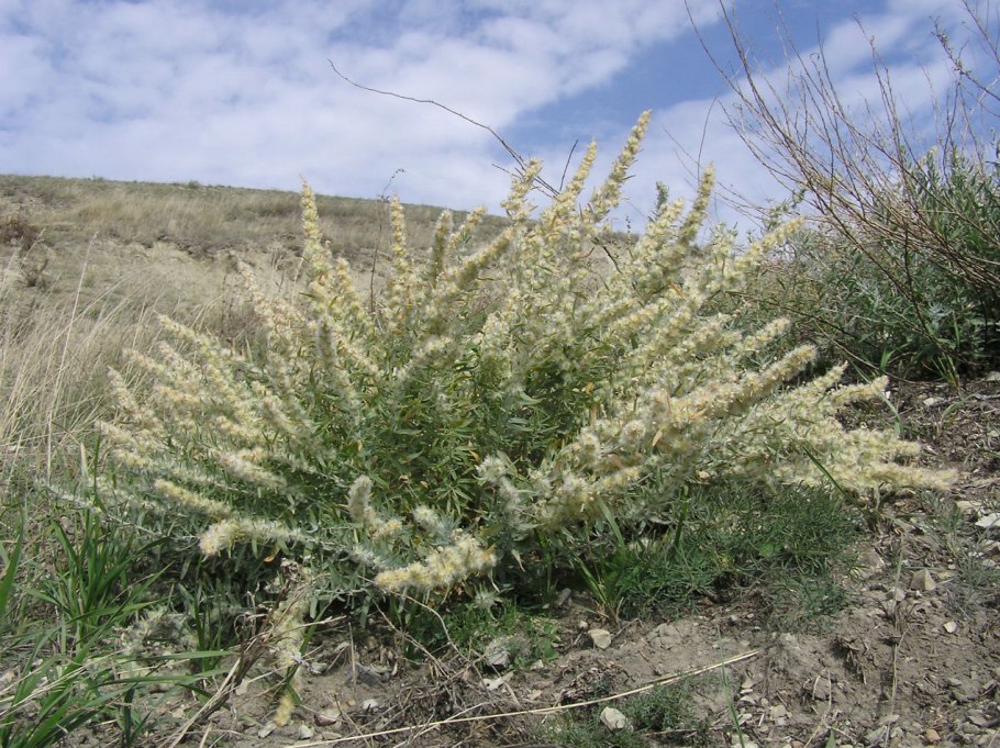 Терескен (ceratoides latens j.f. (Gmel.)