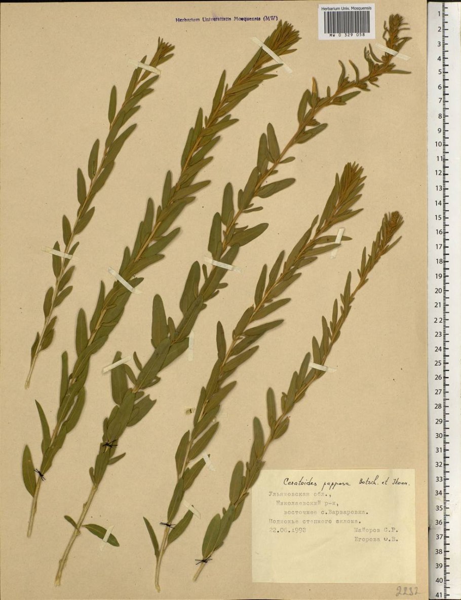 Эрва шерстистая Aerva Lanata