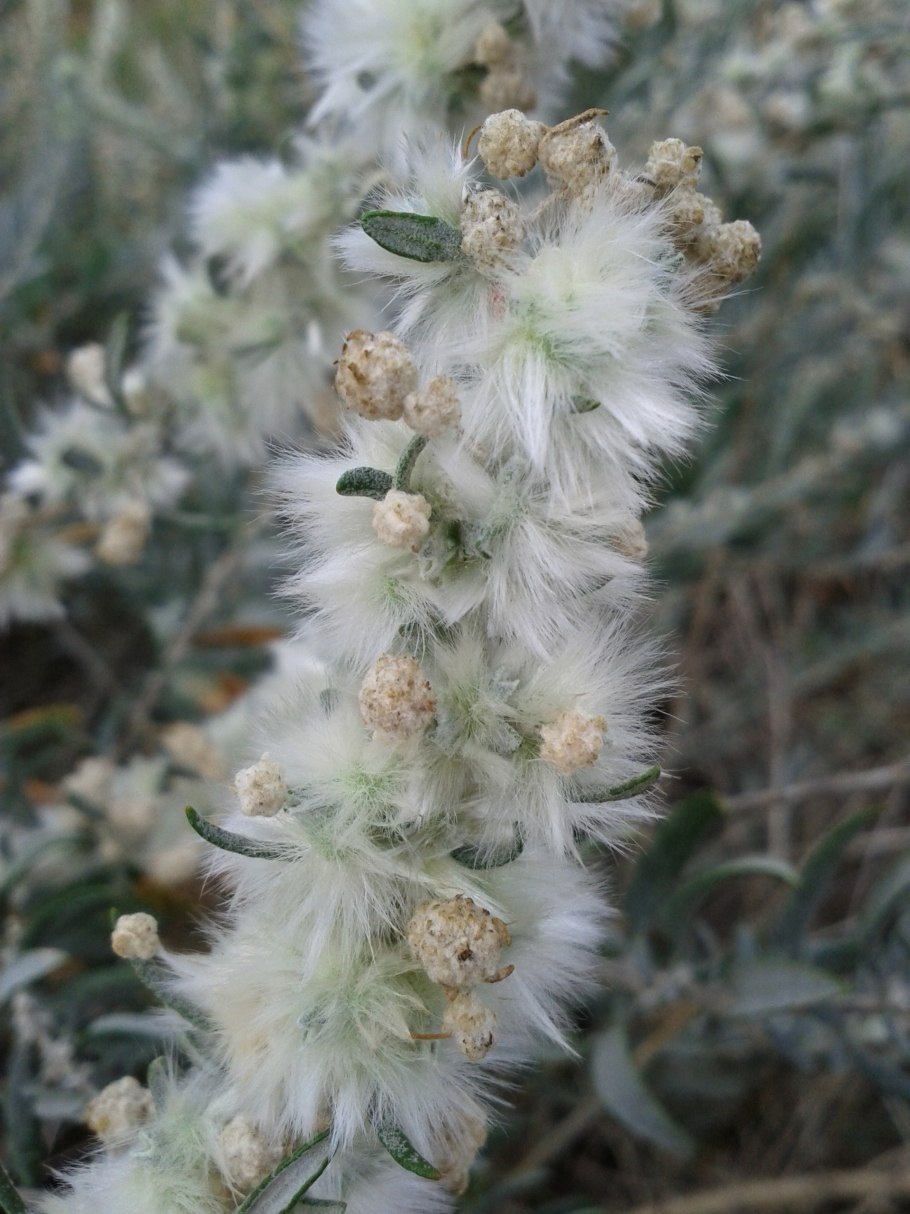 Терескен растение