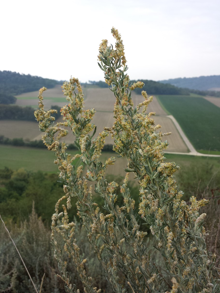 Крашенинниковия терескеновая - Krascheninnikovia ceratoides (l.) Gueldenst*
