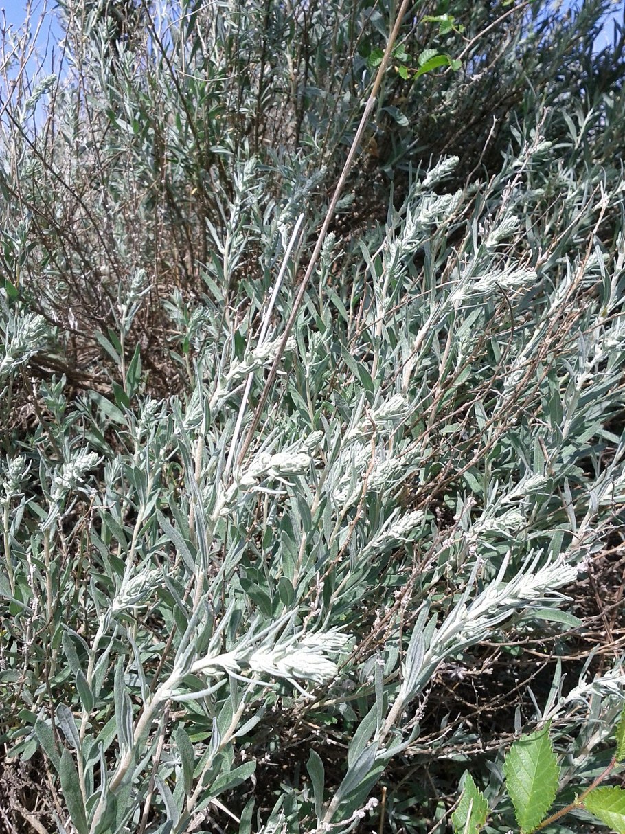 Псаммофильная растительность