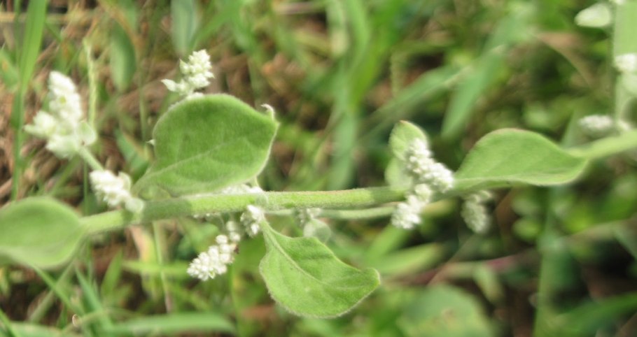 Эрва шерстистая aerva lanata