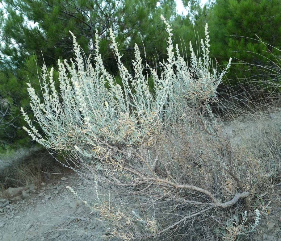 Терескен хохолковый