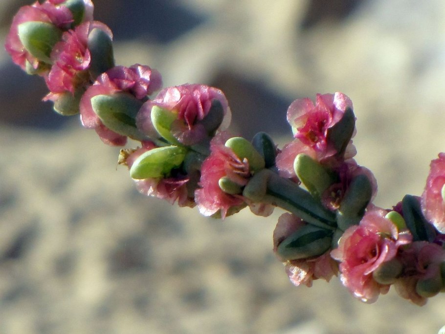 Сведа солончаковая