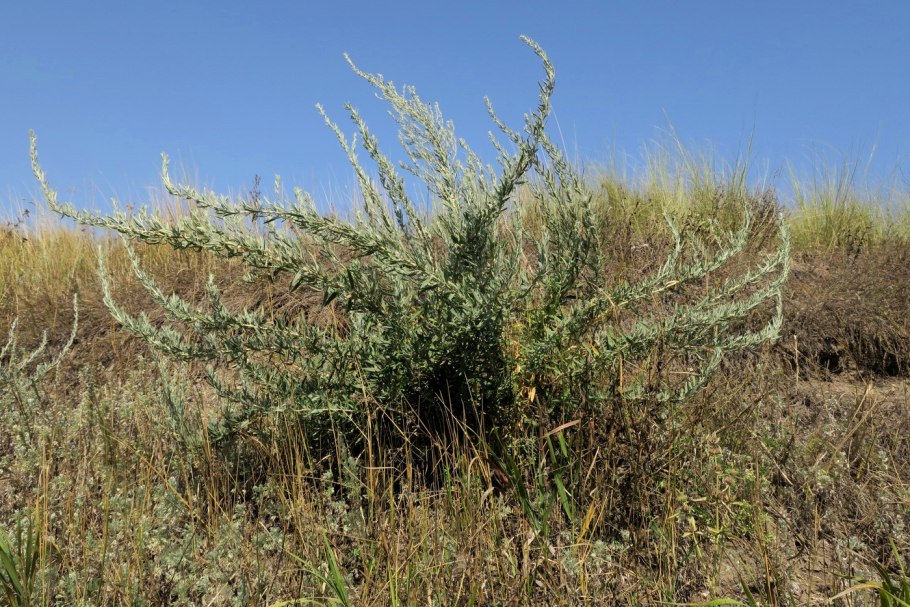 Крашенинниковия растение