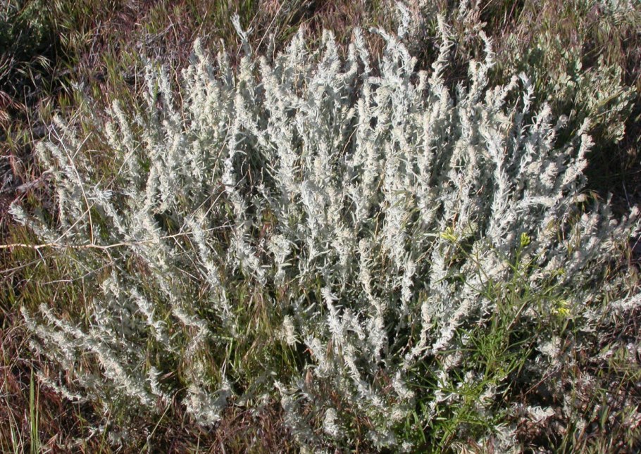 Терескен шерстистый