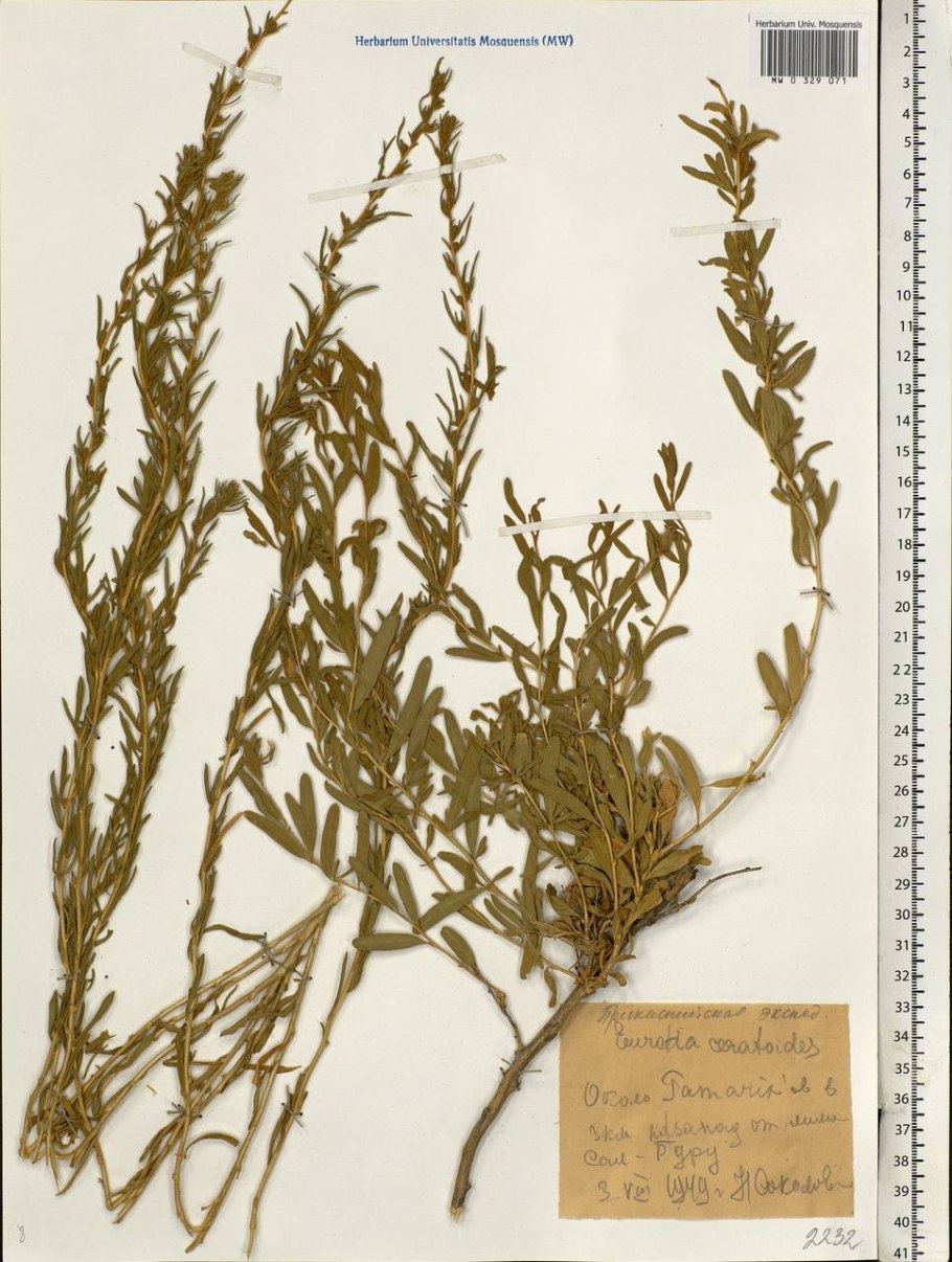 Ползучий полукустарник