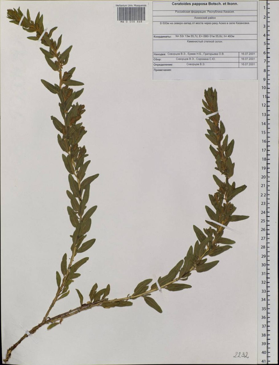 Вереск обыкновенный Ботанический рисунок