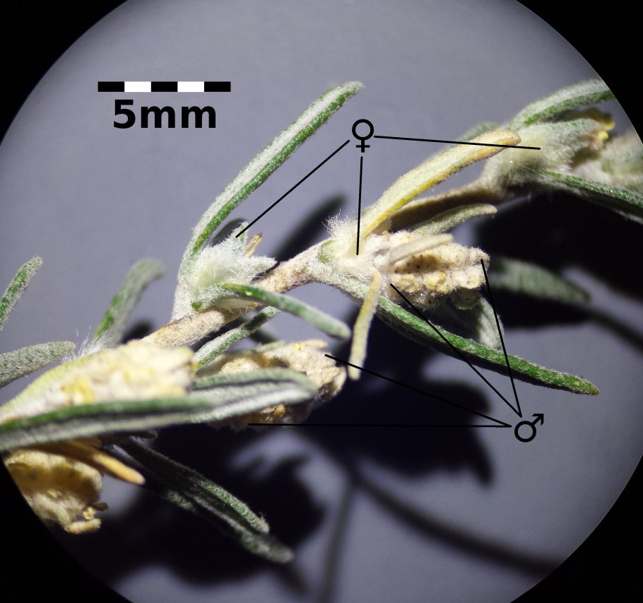 Камфоросма марсельская