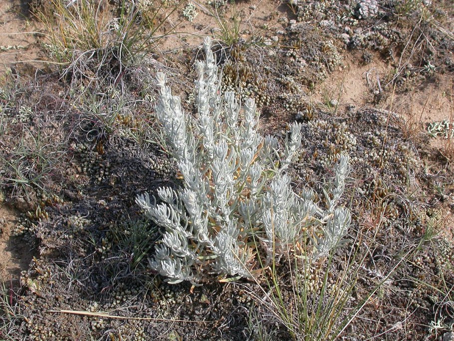 Krascheninnikovia lanata