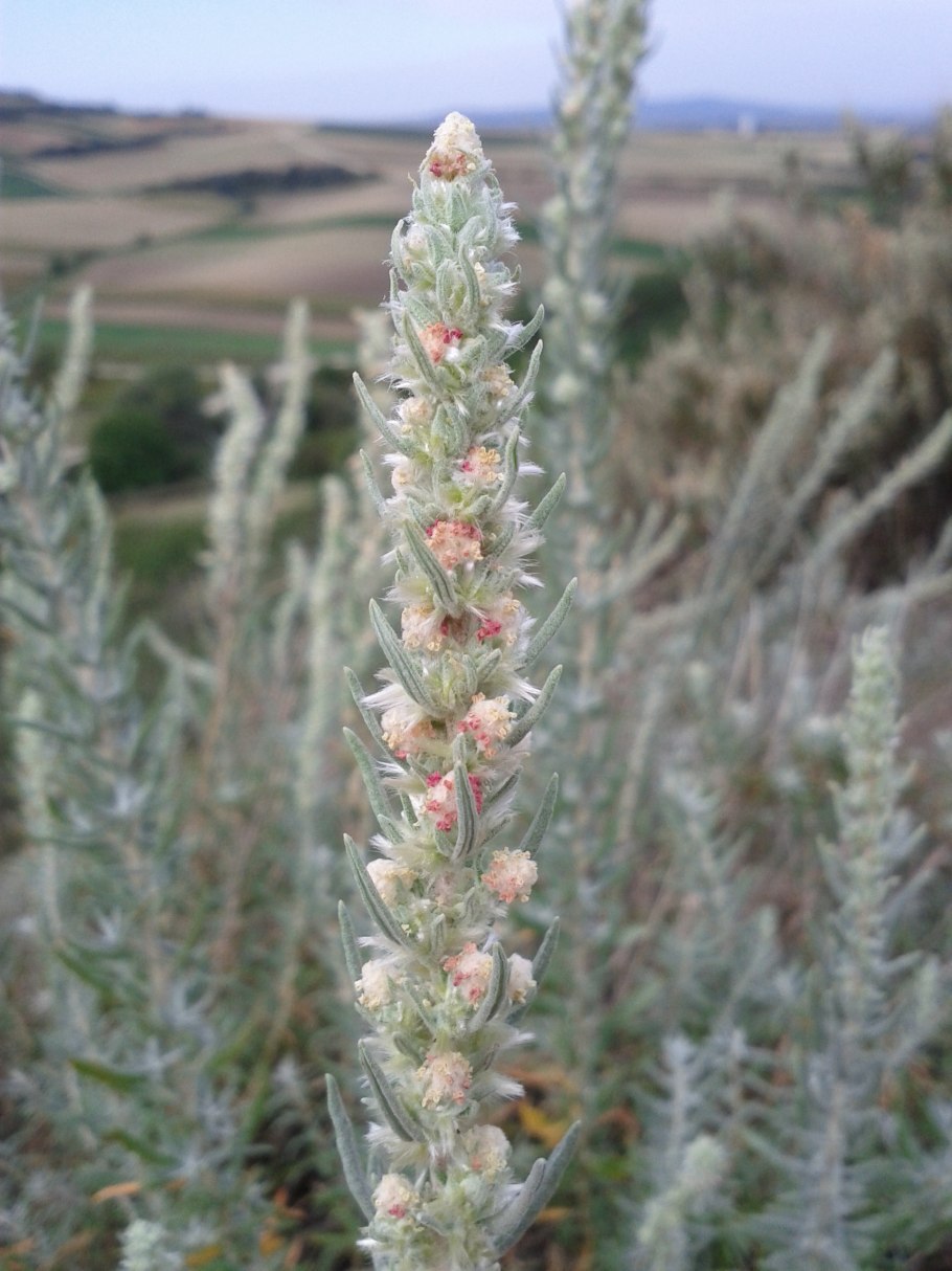 Терескен серый (Krascheninnikovia ceratoides l.)