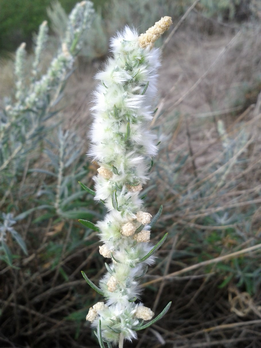 Терескен шерстистый