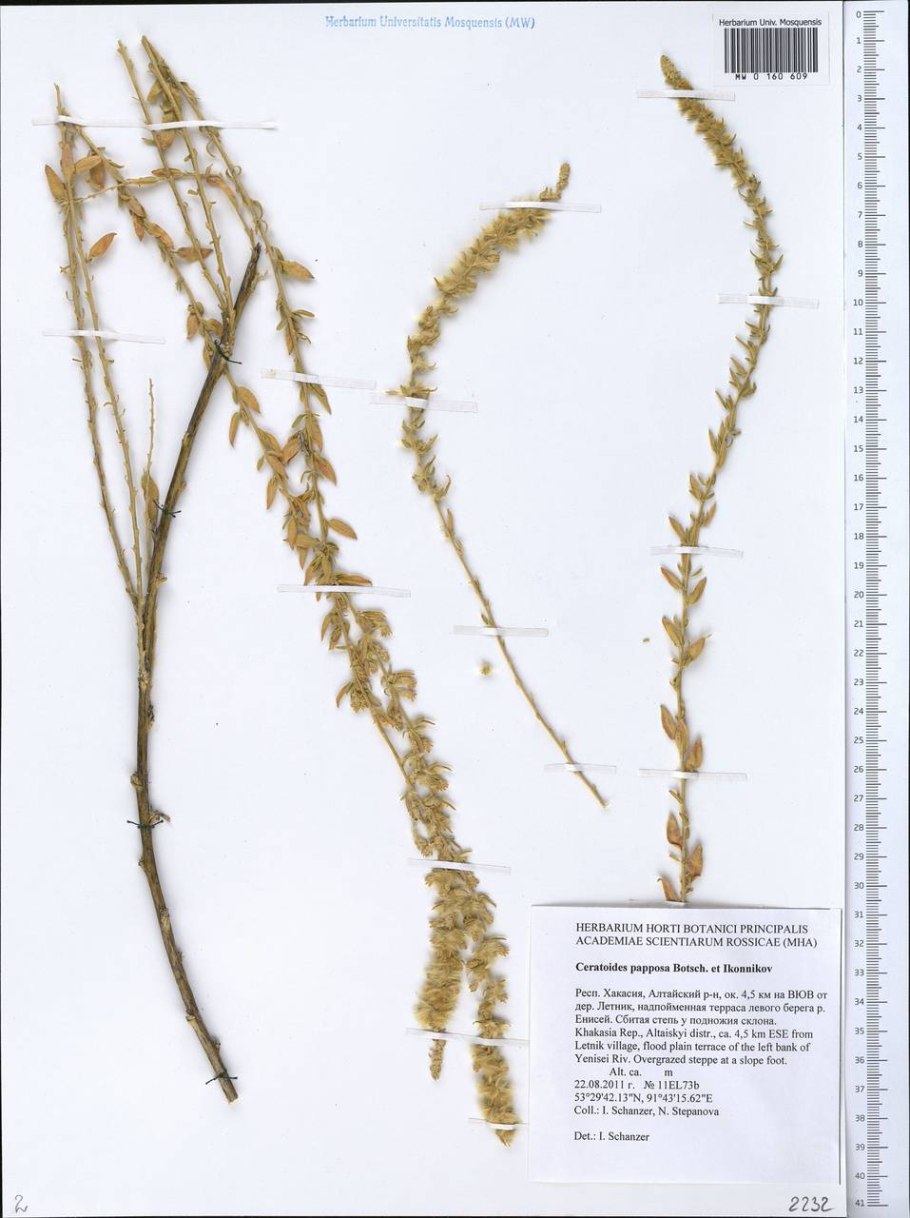 Krascheninnikovia ceratoides