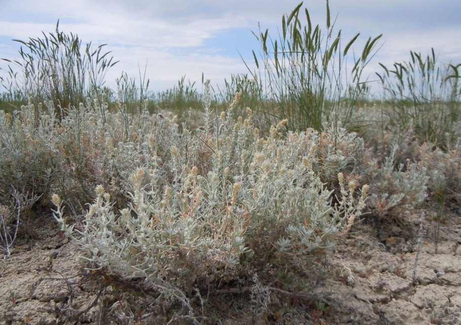Полынь сероземная (artemisia terraealbae)