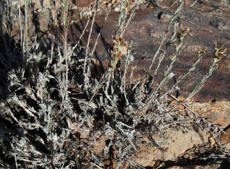 Полынь баргузинская — artemisia bargusinensis