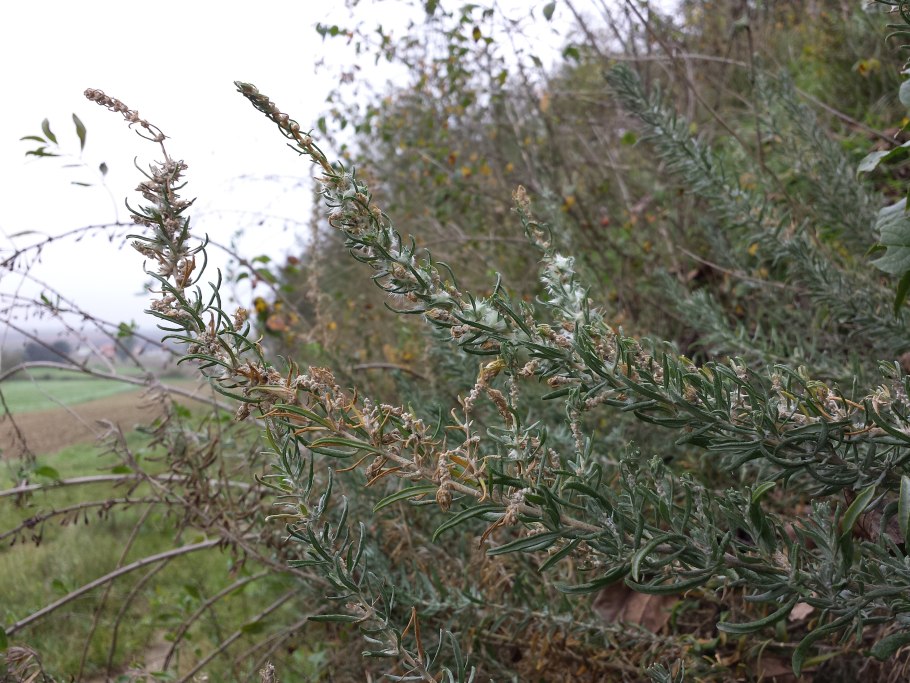 Терескен обыкновенный