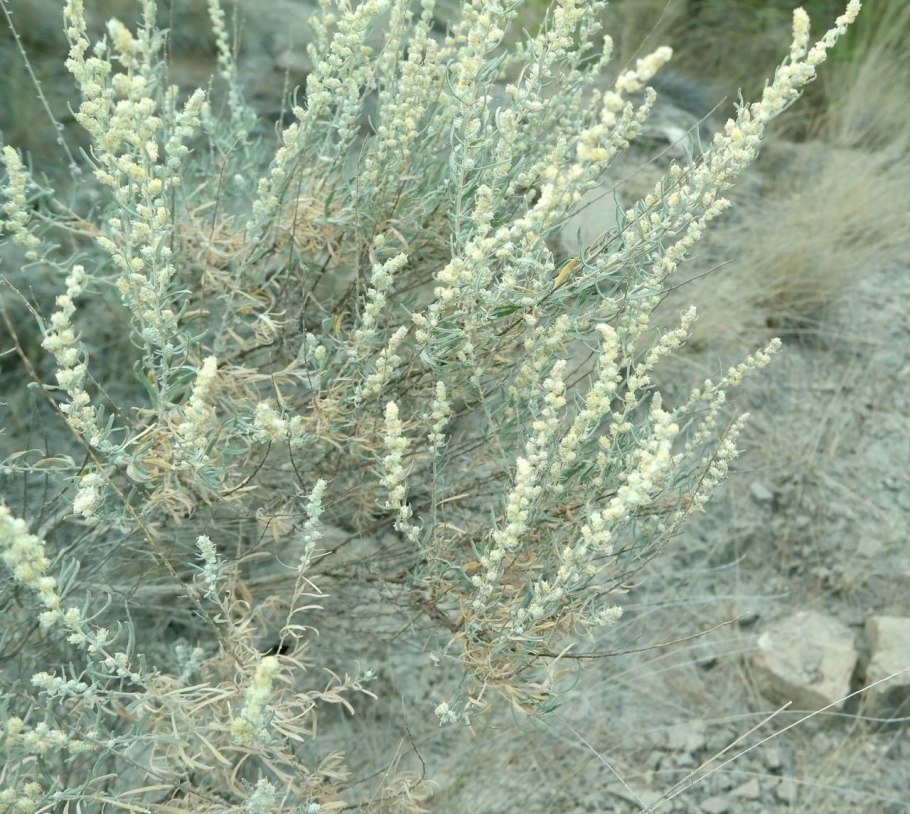 Терескен серый (Krascheninnikovia ceratoides l.)