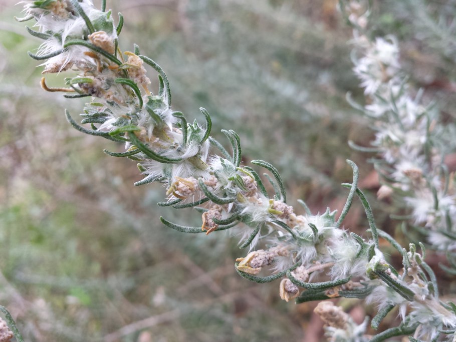 Полынь, прутняк, солянка