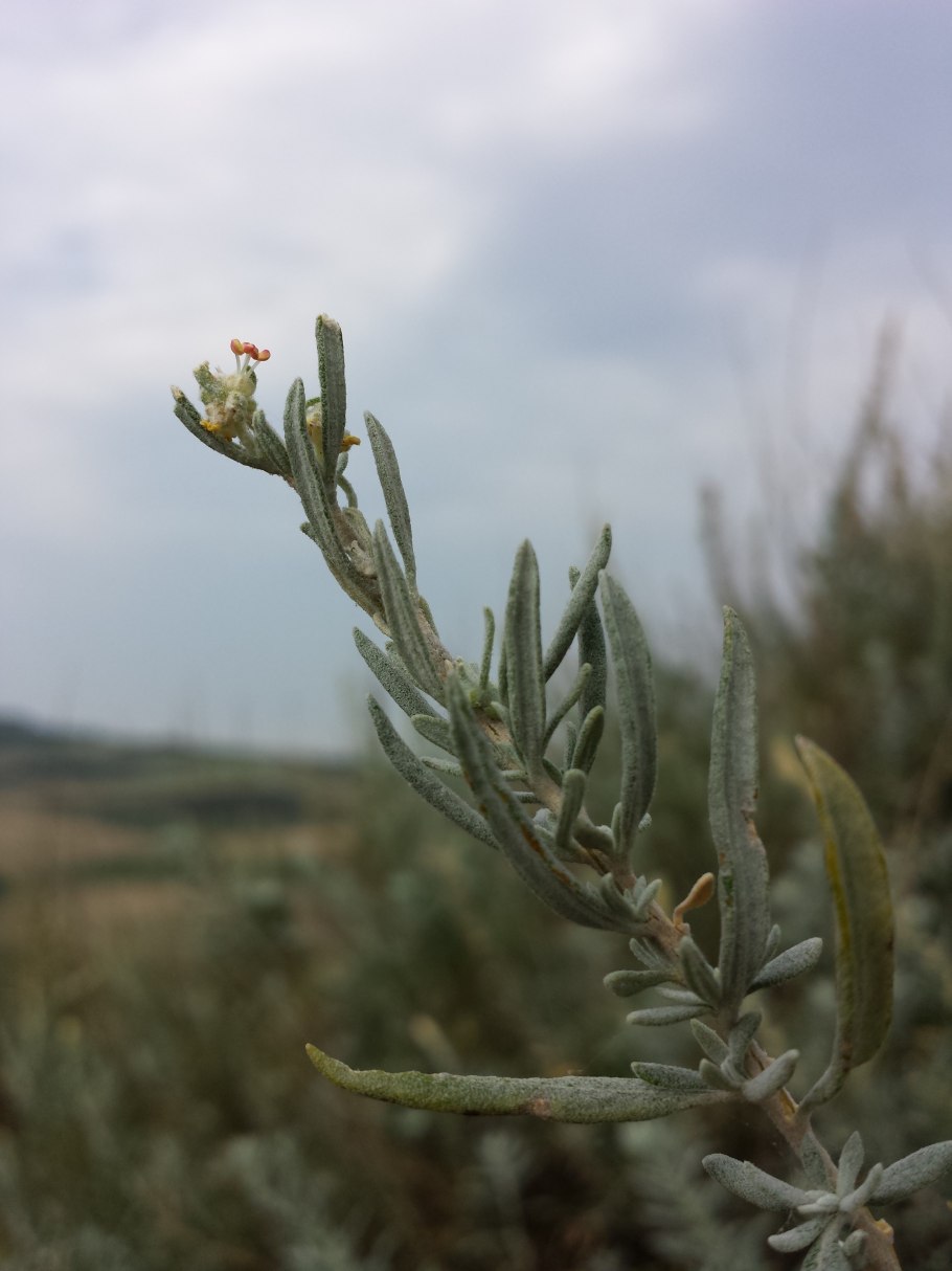 Терескен растение пустыни