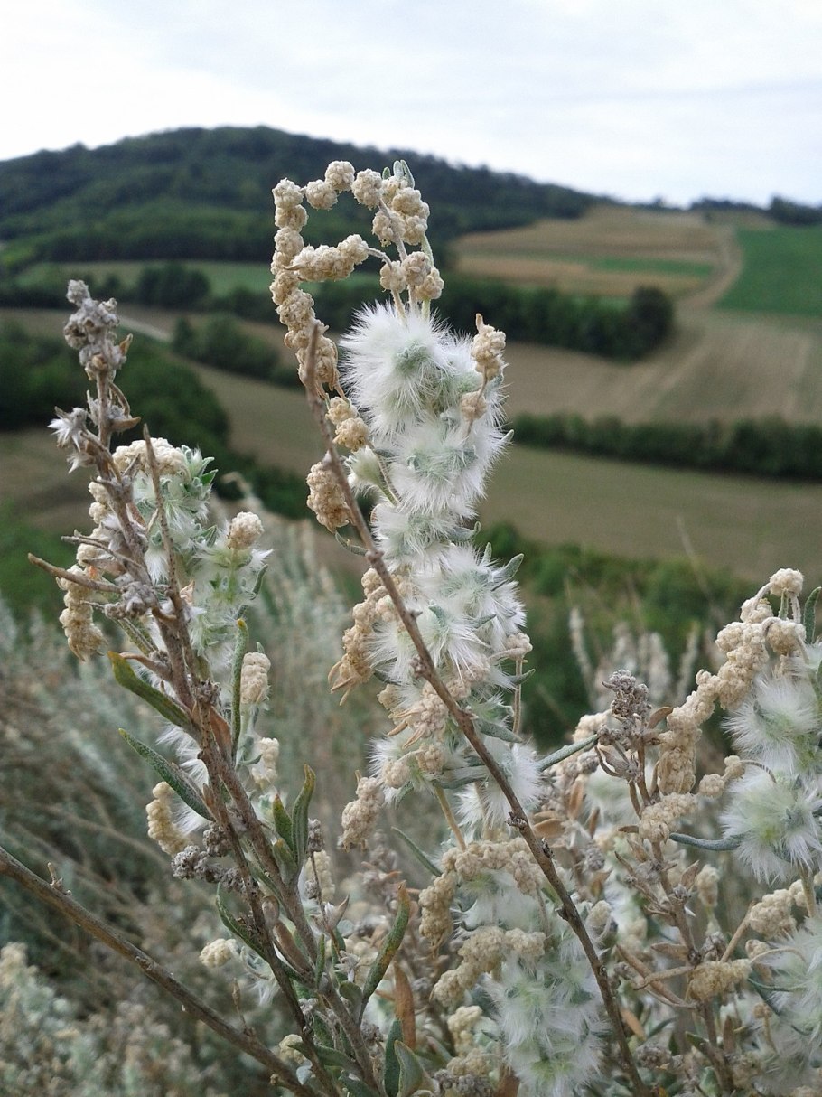 Терескен шерстистый