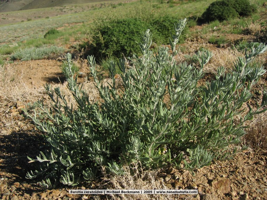 Атемисия хололеука