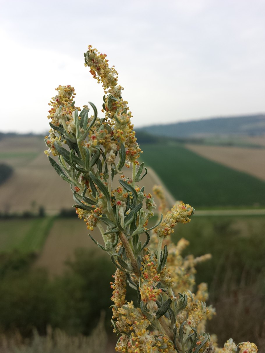 Терескен серый